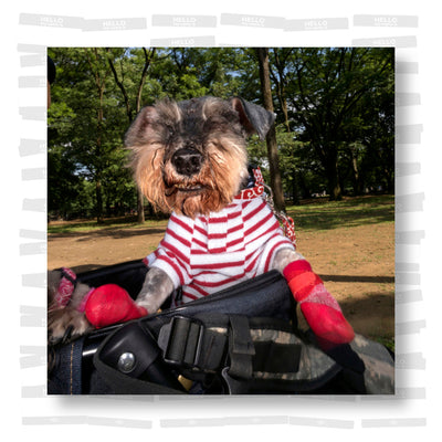 Dougie Wallace - Well Heeled