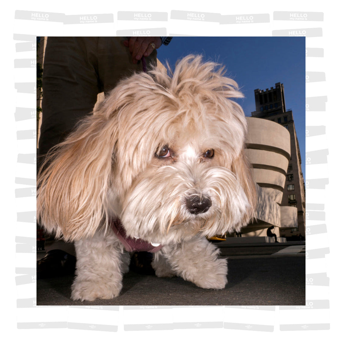 Dougie Wallace - Well Heeled