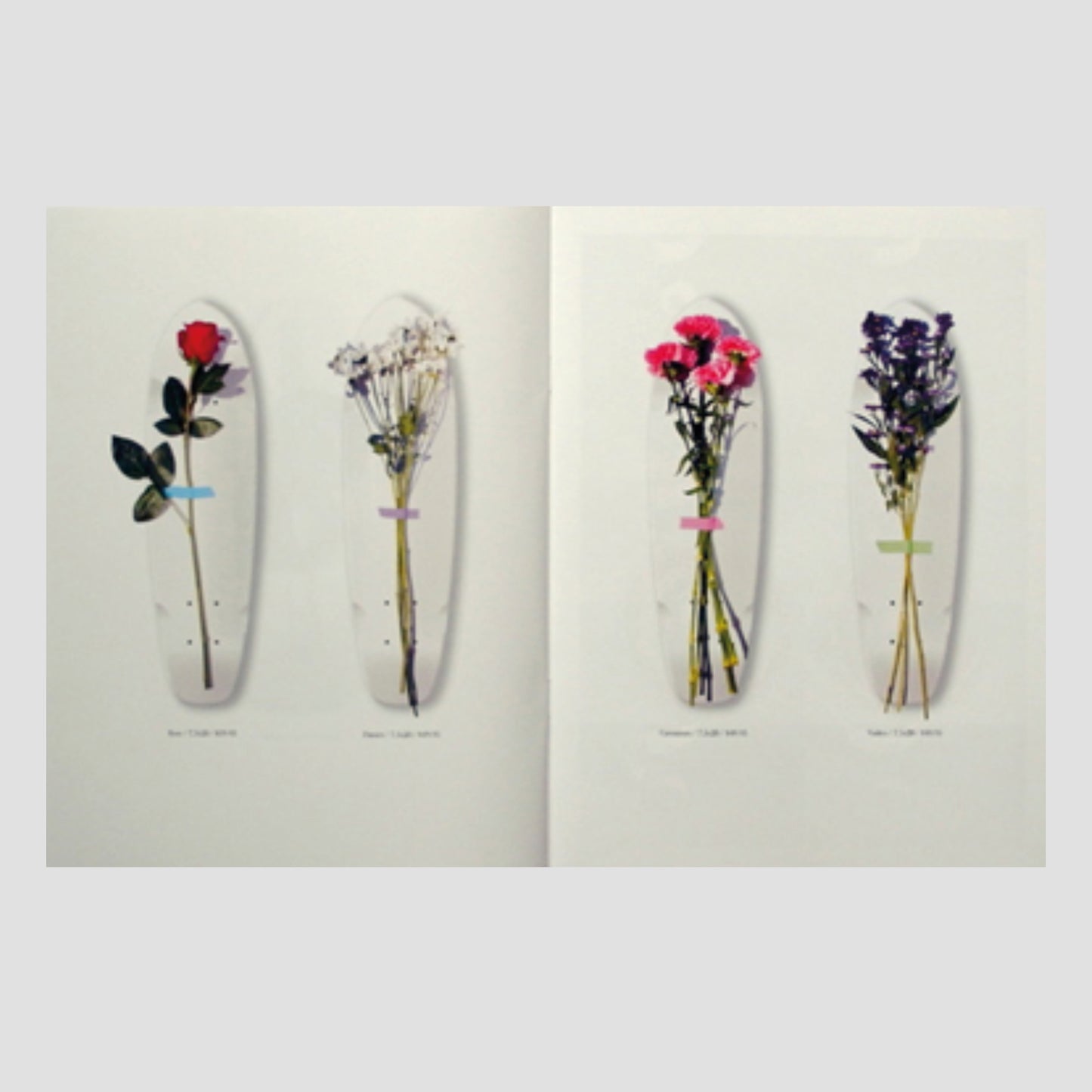 Michael Leon - A Curious Catalogue