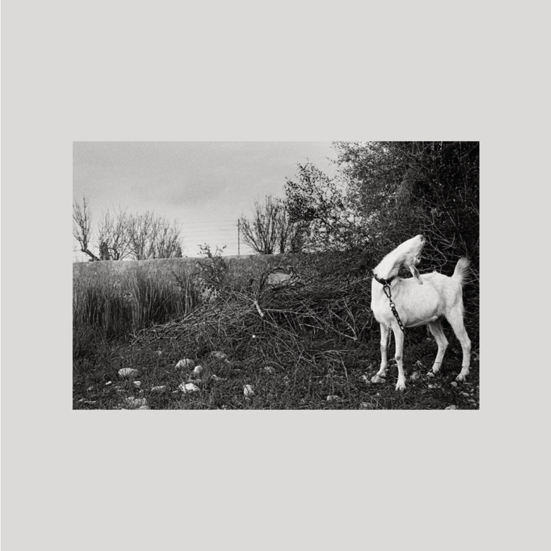 Tomeu Coll - Badlands: Raised by Bones